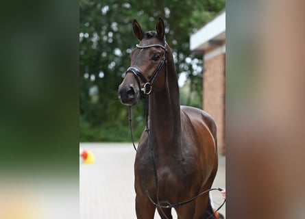 Koń trakeński, Wałach, 4 lat, 172 cm, Ciemnogniada