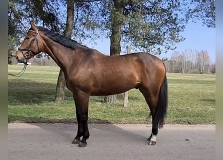 Koń trakeński, Wałach, 5 lat, 169 cm, Gniada