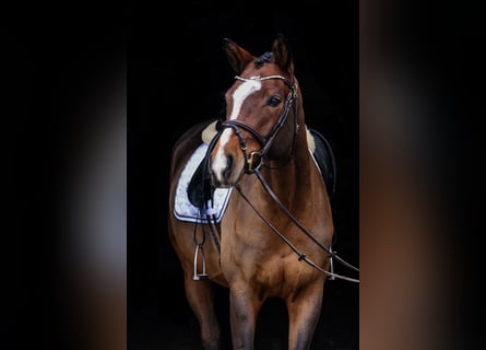 Koń trakeński, Wałach, 5 lat, 169 cm, Gniada