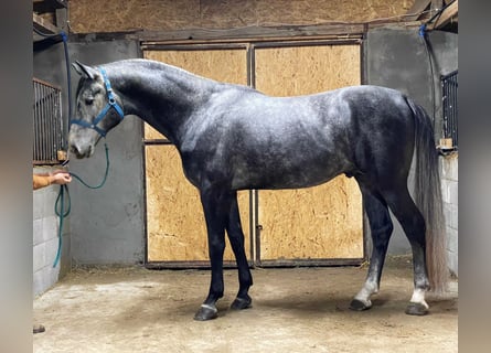 Koń trakeński, Wałach, 5 lat, 169 cm, Siwa jabłkowita
