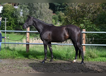 Koń trakeński, Wałach, 5 lat, 172 cm, Skarogniada