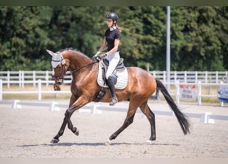 Koń trakeński, Wałach, 5 lat, 176 cm, Gniada