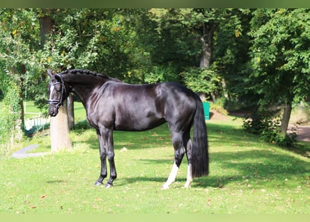 Koń trakeński, Wałach, 6 lat, 162 cm, Kara