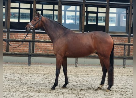 Koń trakeński, Wałach, 8 lat, 172 cm, Gniada