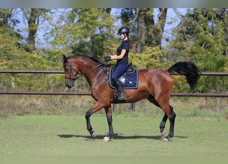 Koń ukraiński Mix, Klacz, 7 lat, 175 cm, Jasnogniada