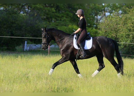 Koń ukraiński Mix, Klacz, 9 lat, 177 cm, Kara