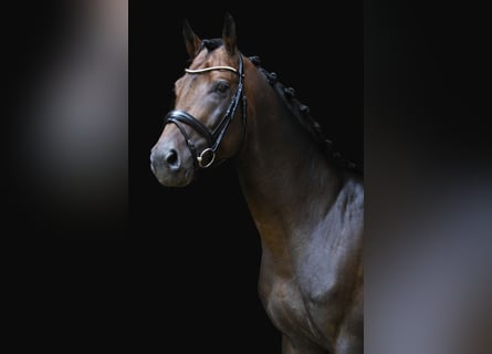 Koń ukraiński, Ogier, 6 lat, 166 cm, Gniada