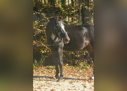 Koń westfalski, Klacz, 10 lat, 139 cm, Ciemnogniada