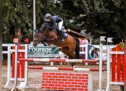 Koń westfalski, Klacz, 10 lat, 152 cm, Ciemnogniada