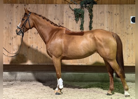 Koń westfalski, Klacz, 10 lat, 165 cm