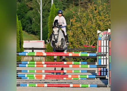 Koń westfalski, Klacz, 10 lat, 167 cm, Siwa jabłkowita