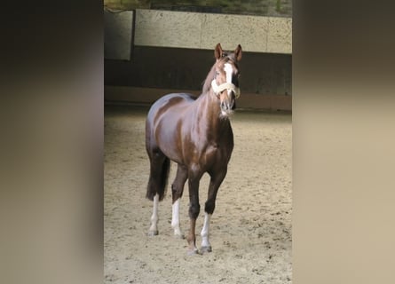 Koń westfalski, Klacz, 10 lat, 170 cm, Ciemnokasztanowata