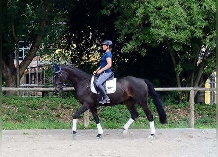 Koń westfalski, Klacz, 10 lat, 170 cm, Kara