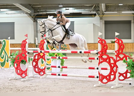 Koń westfalski, Klacz, 10 lat, 170 cm, Siwa