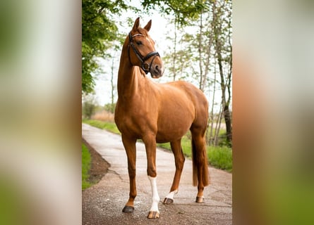 Koń westfalski, Klacz, 10 lat, 175 cm, Ciemnokasztanowata