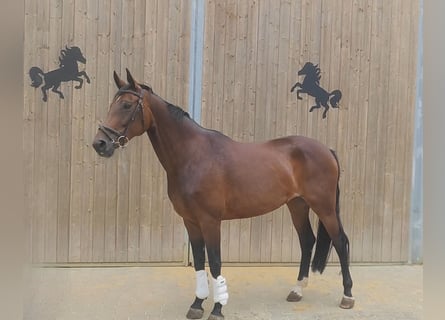 Koń westfalski, Klacz, 10 lat, 175 cm, Gniada