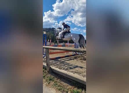 Koń westfalski, Klacz, 10 lat, Siwa