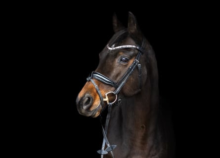 Koń westfalski, Klacz, 11 lat, 165 cm, Ciemnogniada