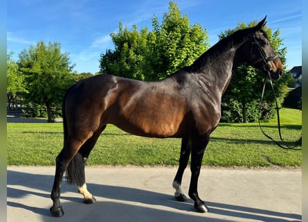 Koń westfalski, Klacz, 11 lat, 170 cm, Skarogniada