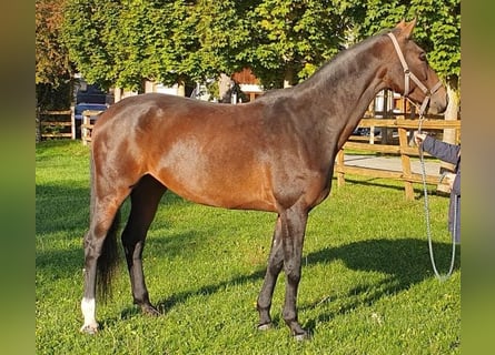 Koń westfalski, Klacz, 12 lat, 165 cm, Gniada