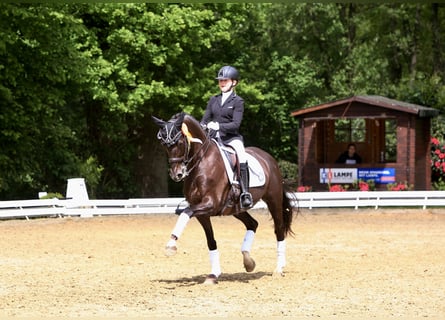 Koń westfalski, Klacz, 13 lat, 163 cm, Ciemnokasztanowata