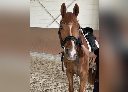 Koń westfalski, Klacz, 13 lat, 163 cm, Kasztanowata