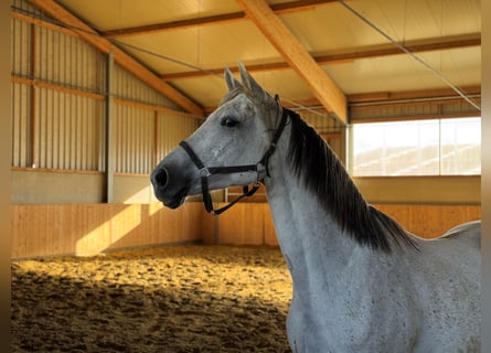 Koń westfalski, Klacz, 13 lat, 167 cm, Siwa