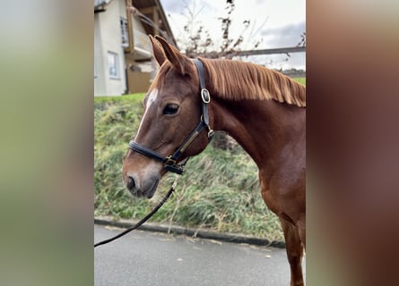 Koń westfalski, Klacz, 13 lat, 169 cm, Kasztanowata