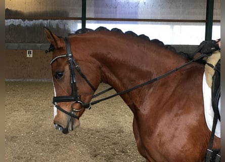 Koń westfalski, Klacz, 13 lat, 170 cm, Gniada