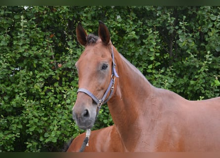 Koń westfalski, Klacz, 13 lat, 172 cm, Gniada