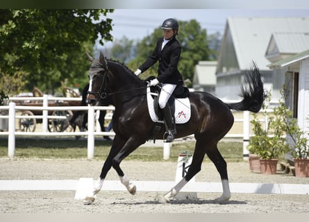 Koń westfalski, Klacz, 13 lat, 173 cm, Ciemnogniada