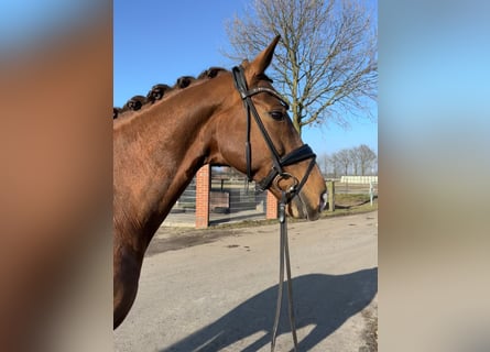 Koń westfalski, Klacz, 14 lat, 171 cm, Kasztanowata