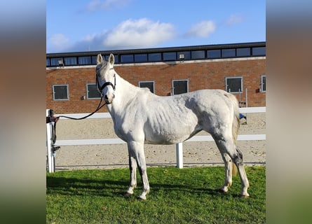 Koń westfalski, Klacz, 15 lat, 164 cm, Siwa