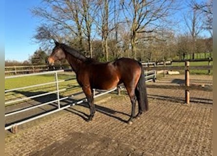 Koń westfalski, Klacz, 16 lat, 164 cm, Gniada