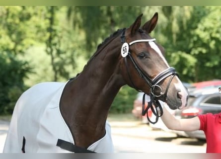 Koń westfalski, Klacz, 16 lat, 166 cm, Ciemnokasztanowata