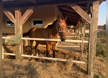 Koń westfalski, Klacz, 18 lat, 170 cm, Ciemnogniada