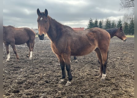 Koń westfalski, Klacz, 19 lat, 170 cm, Ciemnogniada