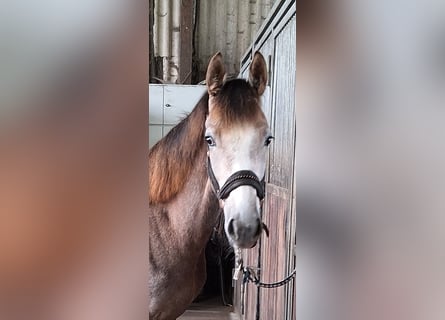 Koń westfalski, Klacz, 1 Rok, Siwa
