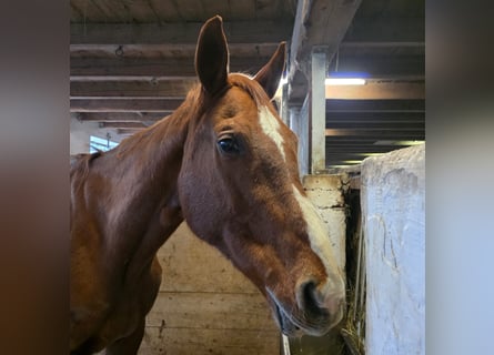 Koń westfalski, Klacz, 20 lat, 170 cm, Kasztanowata