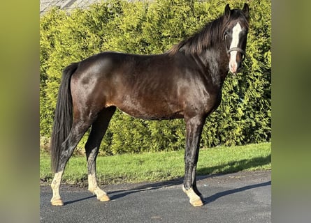 Koń westfalski, Klacz, 2 lat, 163 cm, Ciemnogniada