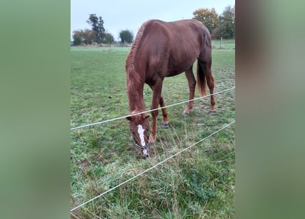 Koń westfalski, Klacz, 2 lat, 167 cm, Kasztanowata
