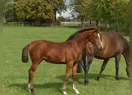 Koń westfalski, Klacz, 2 lat, 173 cm, Gniada