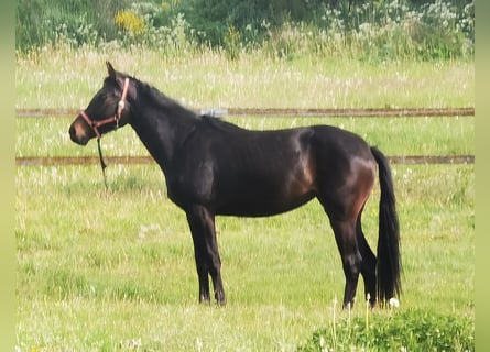 Koń westfalski, Klacz, 2 lat, Ciemnogniada