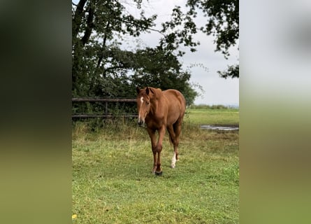 Koń westfalski, Klacz, 2 lat, Kasztanowata