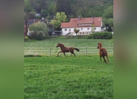 Koń westfalski, Klacz, 2 lat, Kasztanowata