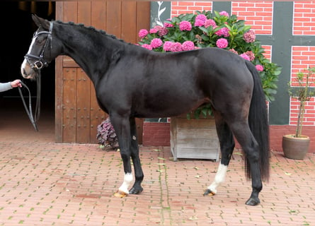 Koń westfalski, Klacz, 3 lat, 155 cm, Ciemnogniada