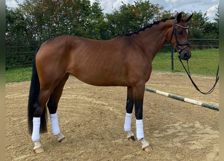 Koń westfalski, Klacz, 3 lat, 158 cm, Gniada