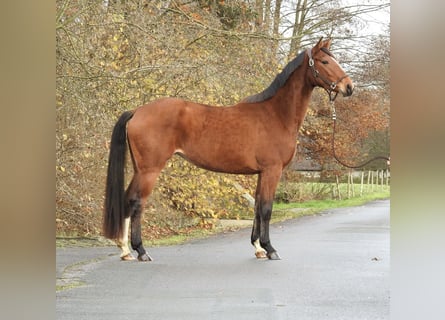 Koń westfalski, Klacz, 3 lat, 158 cm, Gniada