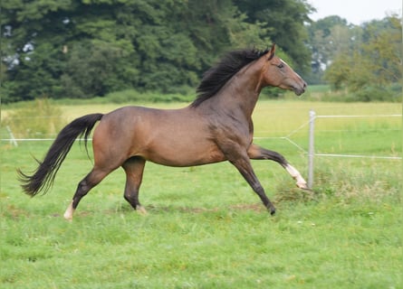 Koń westfalski, Klacz, 3 lat, 160 cm, Gniada