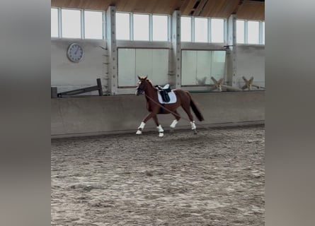 Koń westfalski, Klacz, 3 lat, 160 cm, Kasztanowata